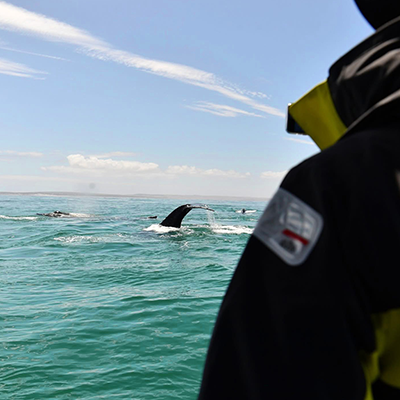 Cape Town Ocean Safari