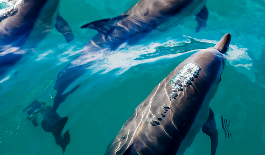 Cape Town Ocean Safari