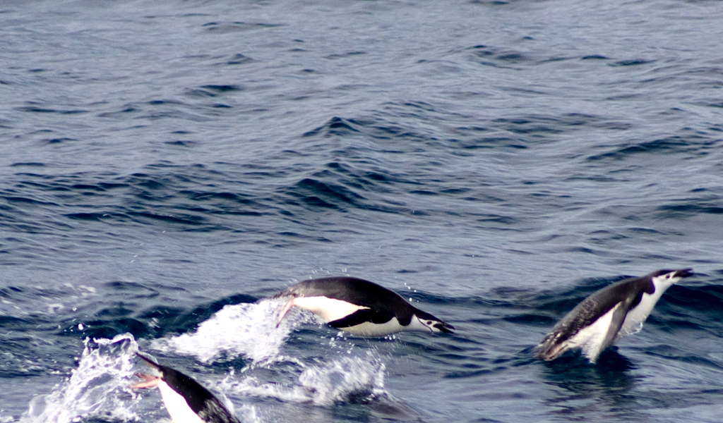 Cape Town Ocean Safari