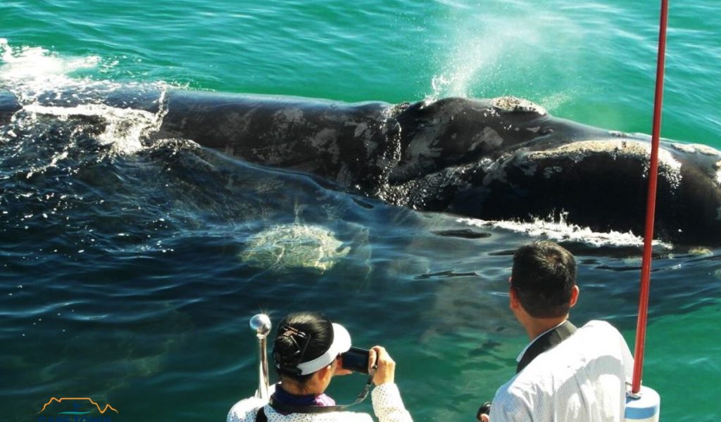 Cape Town Ocean Safari